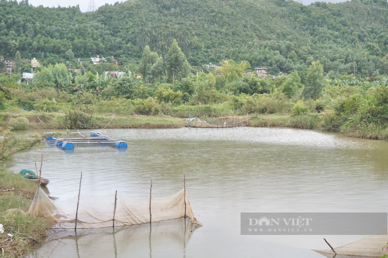 Anh nong dan Da Nang nuoi “thap cam” lai hang tram trieu/nam?-Hinh-2