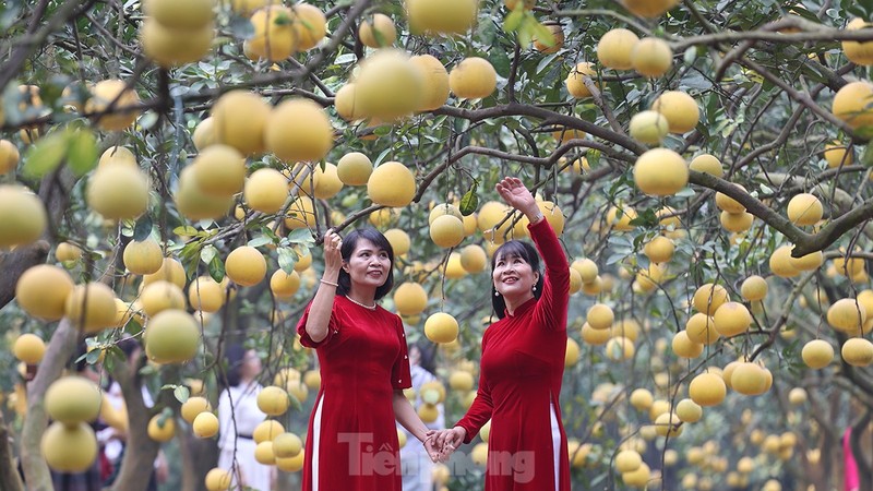 Tat bat thu hoach giong buoi dac san Thu do phuc vu Tet Nguyen dan-Hinh-10