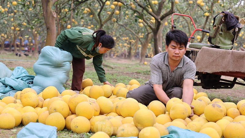 Tat bat thu hoach giong buoi dac san Thu do phuc vu Tet Nguyen dan-Hinh-15