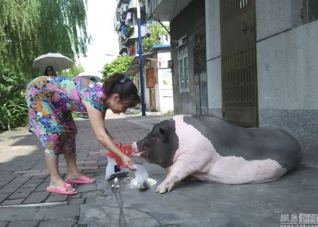 Nuoi lon canh nang hon 1 ta lam canh trong nha-Hinh-4