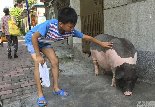 Nuoi lon canh nang hon 1 ta lam canh trong nha-Hinh-5