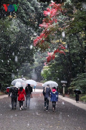 Chum anh: Meiji Jingu - ngoi den thieng giua thu do Tokyo-Hinh-2