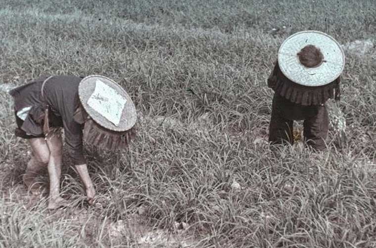 Chum anh khu Cuu Long o Hong Kong nhung nam 1960-Hinh-7