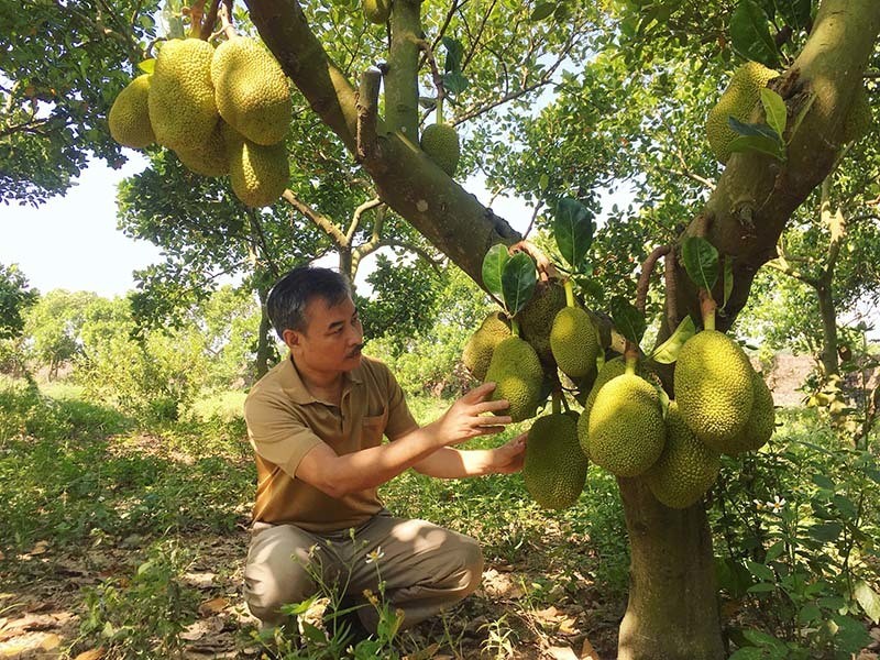 Lao nong bat ngo thang lon tien ty moi nam nho cay mit la-Hinh-4