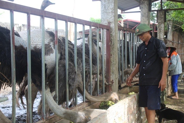 'Danh lieu' nuoi da dieu Chau Phi lao nong lai 500 trieu dong-Hinh-2