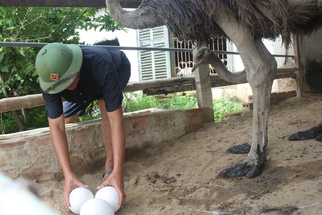 'Danh lieu' nuoi da dieu Chau Phi lao nong lai 500 trieu dong-Hinh-4