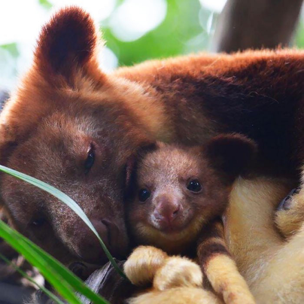 Tan chay ngam loai chuot ky la lai giua kangaroo va vuon cao-Hinh-11