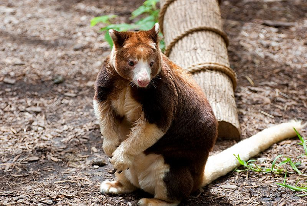 Tan chay ngam loai chuot ky la lai giua kangaroo va vuon cao-Hinh-2