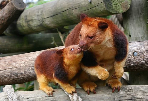 Tan chay ngam loai chuot ky la lai giua kangaroo va vuon cao-Hinh-9