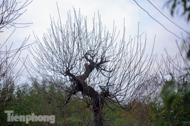 Dao no som truoc hai thang, bat dau xuong pho don Tet Duong lich-Hinh-15