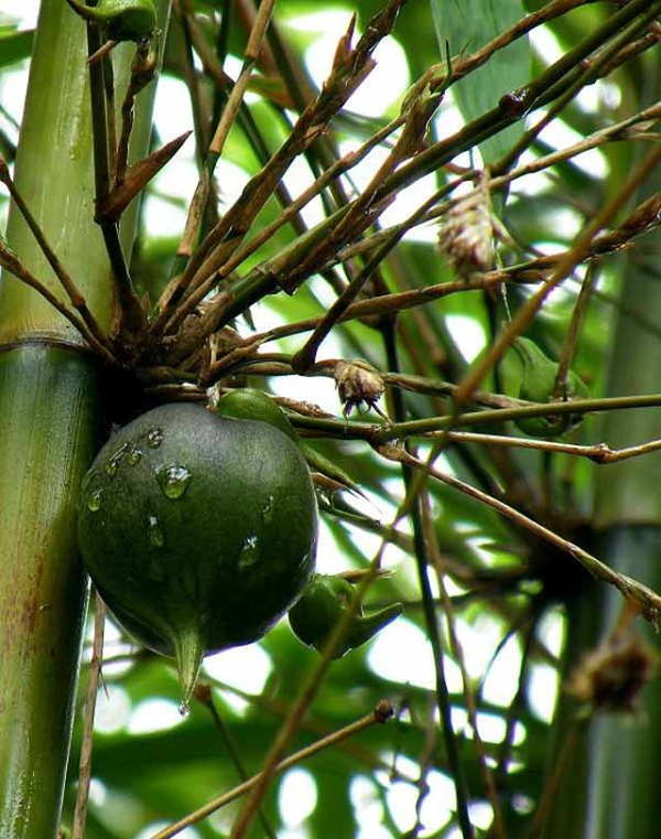 It nguoi biet cay tre lai co qua vua dep vua giau dinh duong-Hinh-4