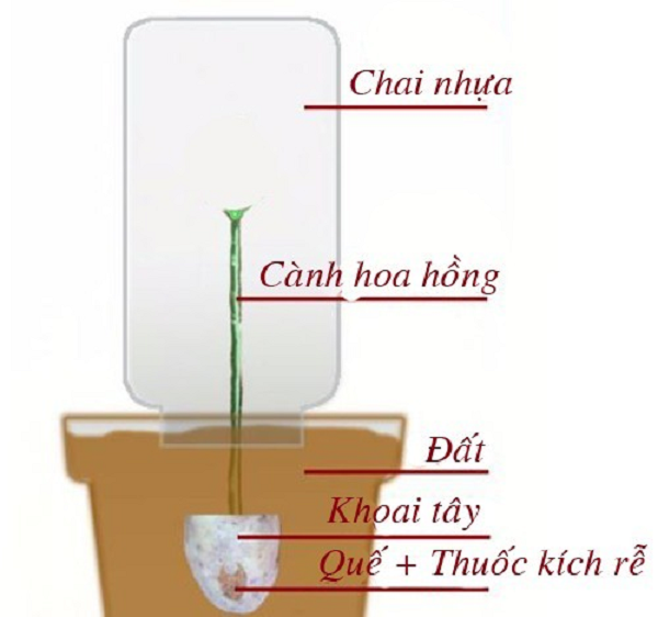 Cach trong hoa hong bang khoai tay cuc don gian lai cho hoa ruc ro-Hinh-10