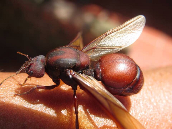 Kien mong to, doi khong lo va nhung loai dong vat... kho gap