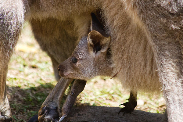 Chuot Kangaroo co the ngung sinh con cho den khi chung muon-Hinh-12
