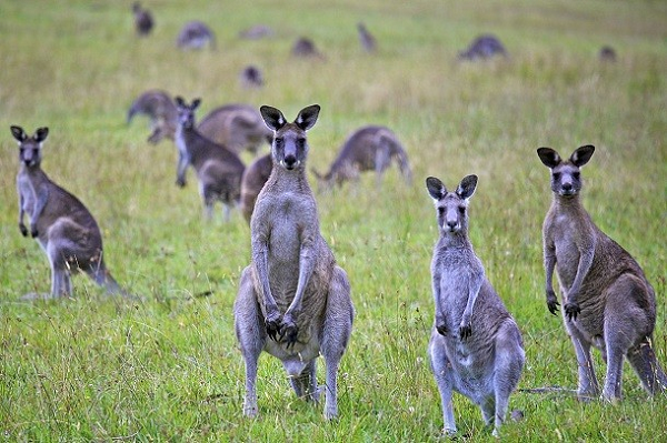 Chuot Kangaroo co the ngung sinh con cho den khi chung muon-Hinh-14