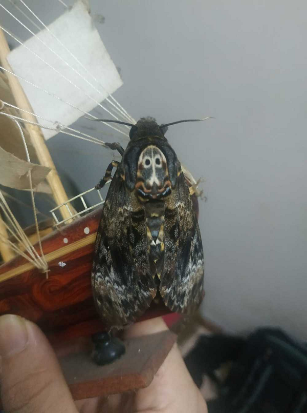 Khám phá bướm mặt quỷ tại Cao Bằng, nơi sinh sống của loài bướm độc đáo này, sắc màu vô cùng riêng biệt, hấp dẫn và kỳ bí sẽ để lại dấu ấn trong lòng bạn mãi mãi.