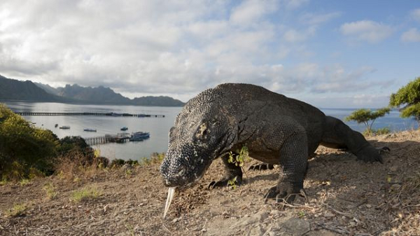 Rong Komodo da tung tan cong va... an thit nguoi-Hinh-12