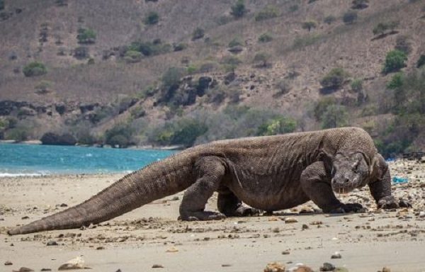 Rong Komodo da tung tan cong va... an thit nguoi-Hinh-9