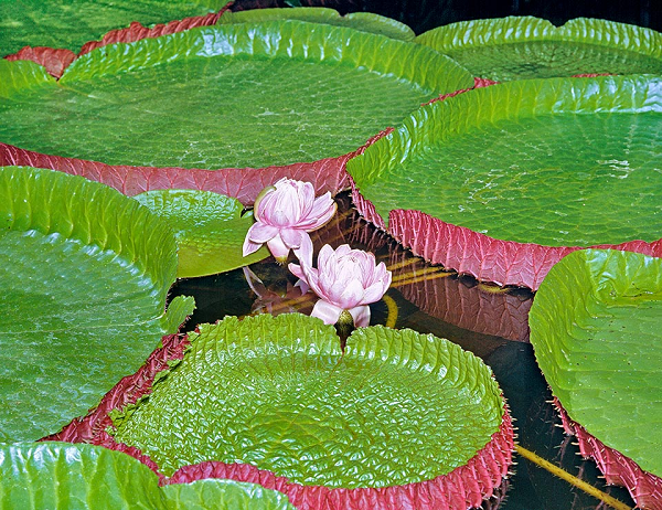 Cau tao cua la sen ky la chiu duoc suc nang mot thanh nien-Hinh-9