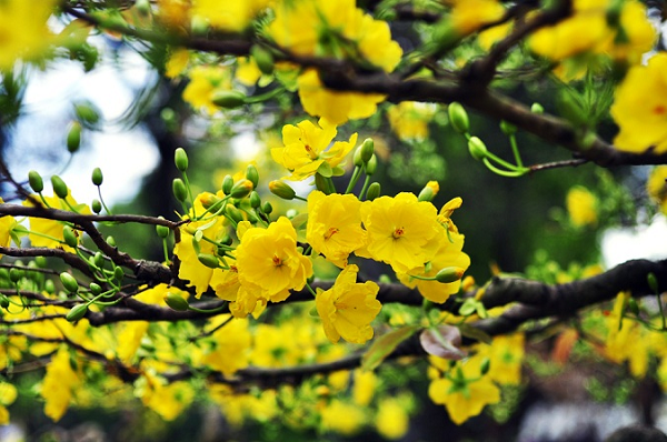 Tai sao nhung loai hoa nay lai “dai dien” cho mua Xuan?-Hinh-3