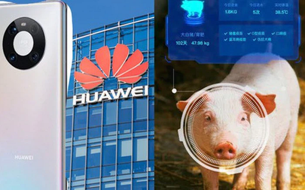 Mang dien thoai thua lo, Huawei chuyen huong sang... nuoi lon bang AI