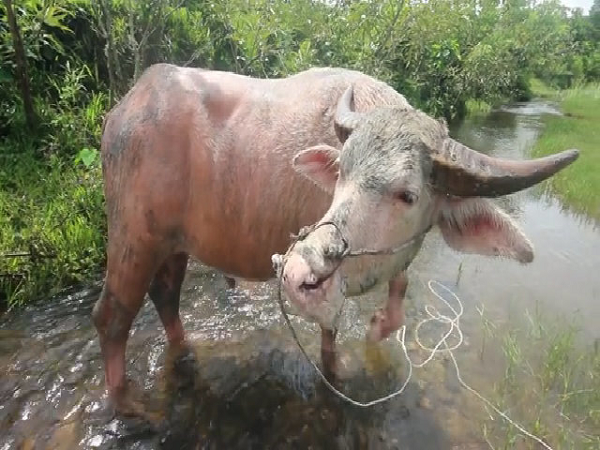 Ky la chu trau co da mau hong, biet lay quan tai khi chu qua doi-Hinh-11