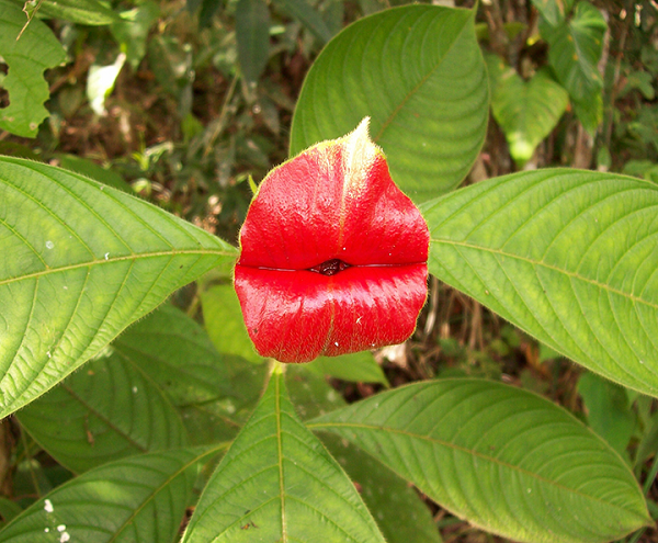 Loai hoa “sieu goi cam” nhu doi moi kieu nu khien ai cung yeu-Hinh-2