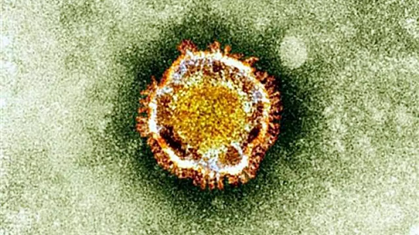 Nguoi dan ong trong mau co khang the vo hieu hoa virus Corona-Hinh-10
