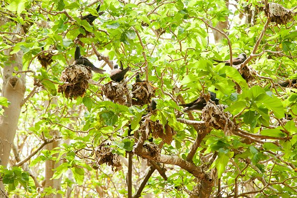 Ghe so loai cay khien chim chet kho treo lung lang tren khong-Hinh-7