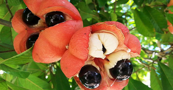 Mat mang nhu choi voi qua Ackee dac san cua nguoi Jamaica-Hinh-10