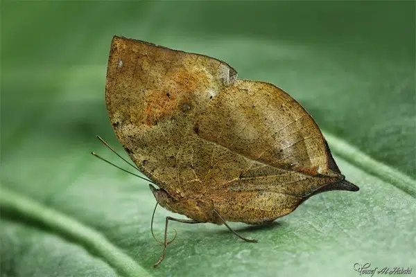 Khong phat hien ra noi voi kha nang nguy trang tai tinh cua dong vat-Hinh-11