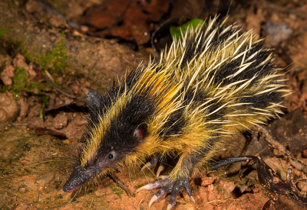 Kinh hai “dua con lai” gai tua tua cua chuot chu va nhim-Hinh-4