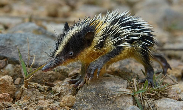 Kinh hai “dua con lai” gai tua tua cua chuot chu va nhim-Hinh-6