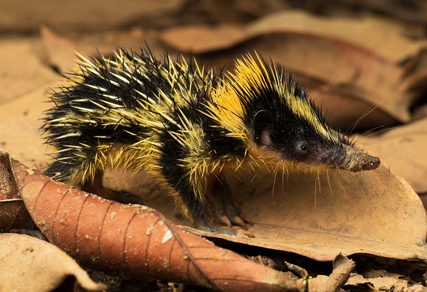 Kinh hai “dua con lai” gai tua tua cua chuot chu va nhim-Hinh-9