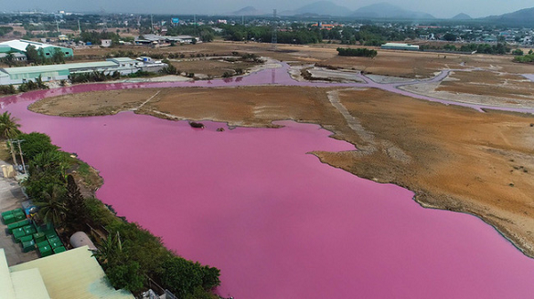 Thu pham gay mau tim ngat tren dam nuoc Ba Ria - Vung Tau-Hinh-2