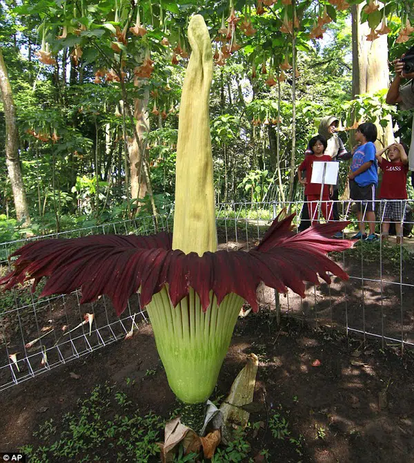 Mui thoi quy hiem cua loai hoa cu no la nguoi dan thi nhau ...ngui-Hinh-4