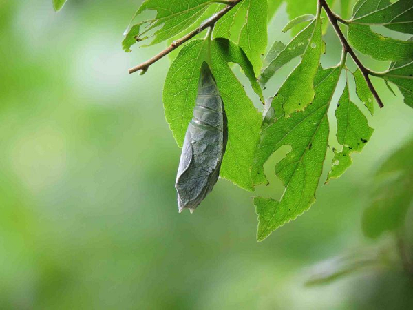 Loai buom co kha nang danh gia moi truong, la Quoc diep Nhat Ban-Hinh-5