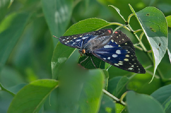 Loai buom co kha nang danh gia moi truong, la Quoc diep Nhat Ban-Hinh-7