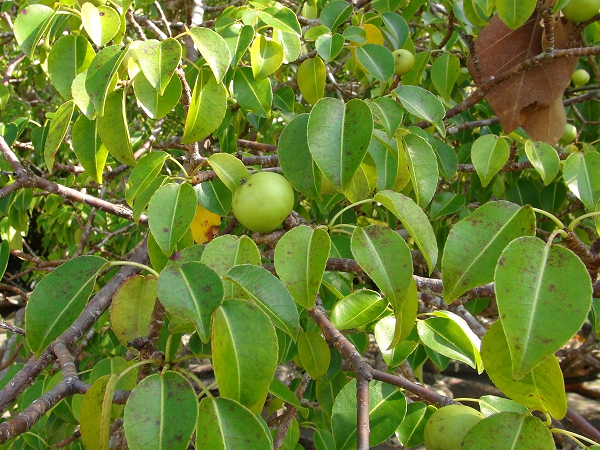 Loai qua nhin ngon tuyet nhung doat mang nguoi hon ca axit