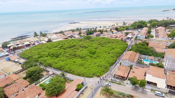 Ky la goc cay binh thuong nhung tan la rong bang hai san bong-Hinh-8