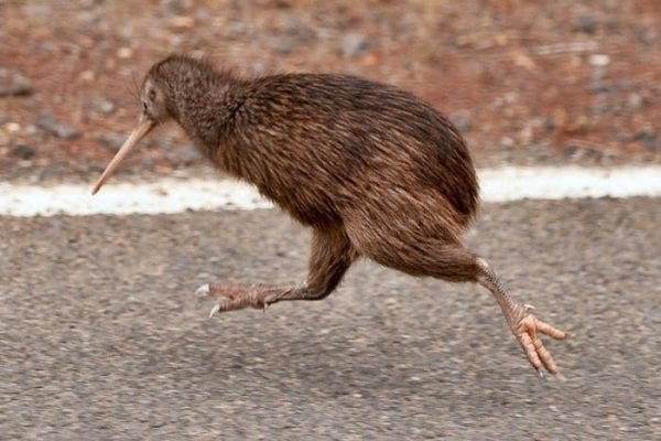 Kiwi – loai chim sieu nang luc khien con nguoi phai than phuc-Hinh-2