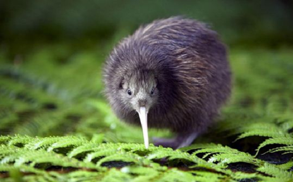 Kiwi – loai chim sieu nang luc khien con nguoi phai than phuc-Hinh-3