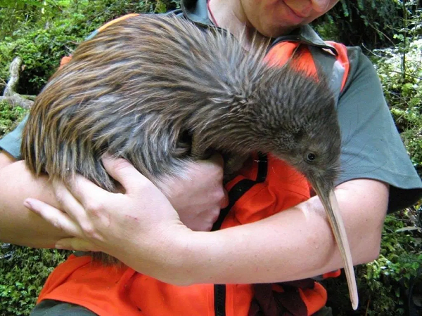Kiwi – loai chim sieu nang luc khien con nguoi phai than phuc-Hinh-5