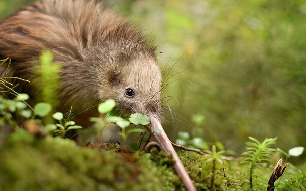 Kiwi – loai chim sieu nang luc khien con nguoi phai than phuc-Hinh-6