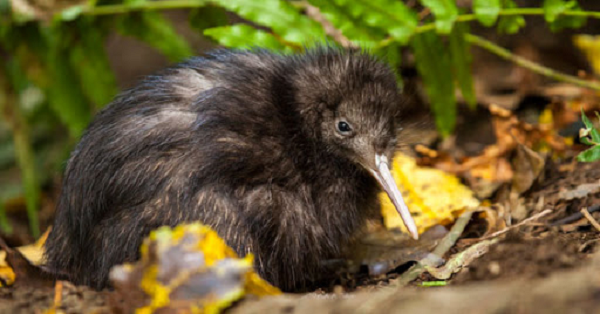 Kiwi – loai chim sieu nang luc khien con nguoi phai than phuc-Hinh-9