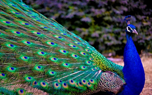 Loài chim đẹp nhất thế giới chắc chắn sẽ khiến bạn xao xuyến. Hãy cùng điểm danh những con chim này bằng cách xem những hình ảnh tuyệt đẹp để cảm nhận vẻ đẹp phi thường của chúng.