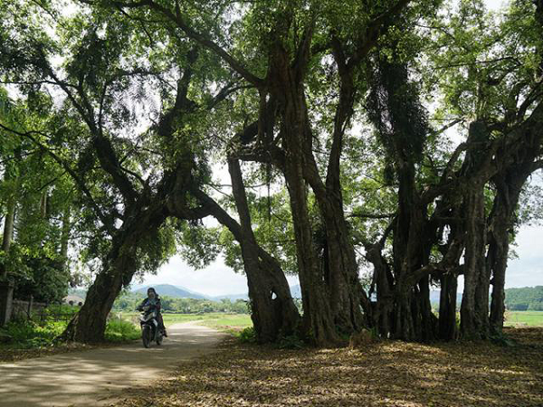 Bat ngo truoc nhung cay co thu hang nghin nam tuoi cua Viet Nam-Hinh-6