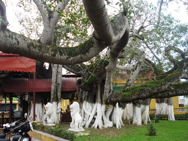 Bat ngo truoc nhung cay co thu hang nghin nam tuoi cua Viet Nam-Hinh-8