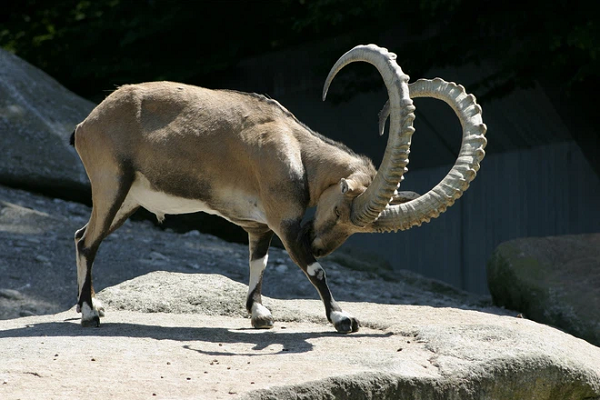 De Ibex mao hiem mang song, leo doc thang dung vi thu kho tin nay-Hinh-12