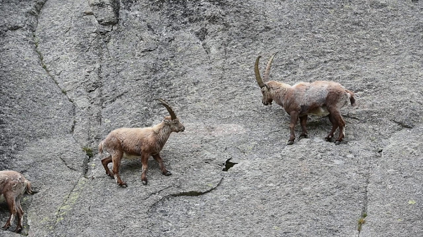 De Ibex mao hiem mang song, leo doc thang dung vi thu kho tin nay-Hinh-2